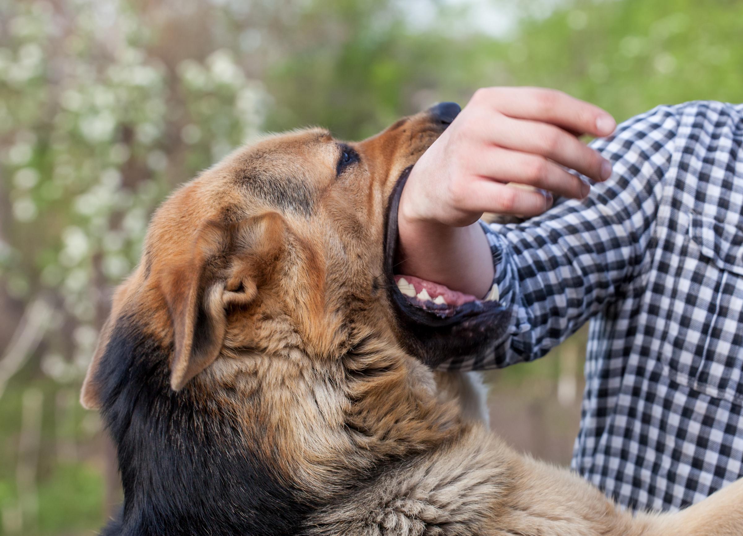Dog Bite Lawyer Free Review Of Injury Claim Bridgeport CT dog-bite-lawyer-free-review-of-injury-claim-bridgeport-ct