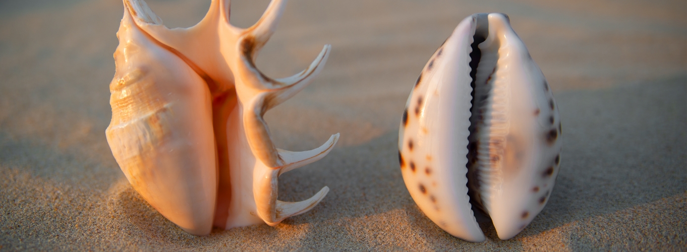 labiaplasty Labiaplasty Baltimore, MD | Dr. Basner